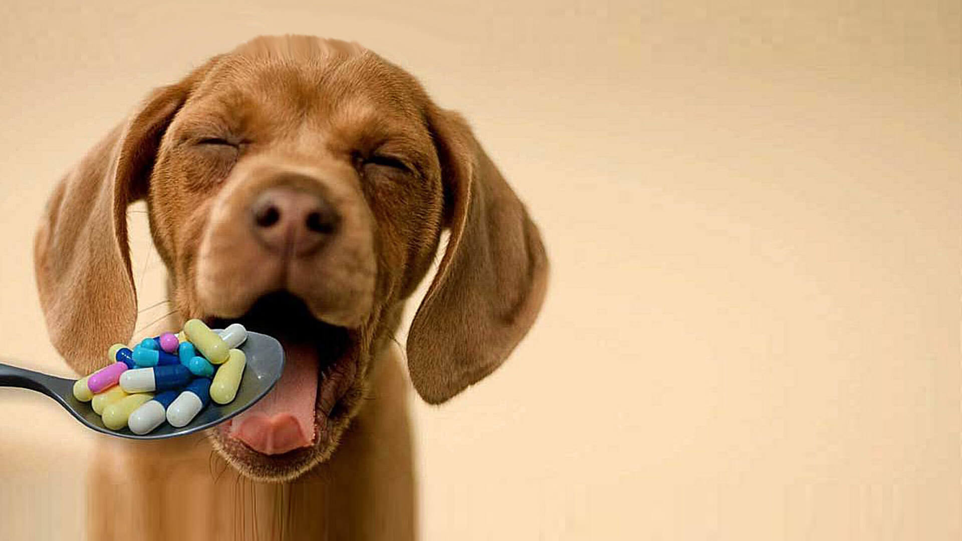 farmaci-veterinari_avitabile_header